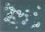 Cell counting and measurement